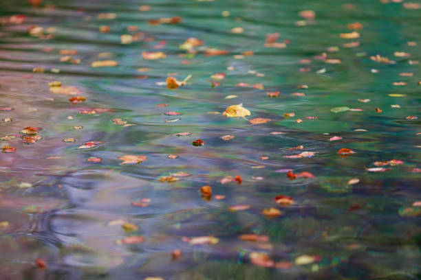 przepływająca woda - flowing water ripple day plant zdjęcia i obrazy z banku zdjęć