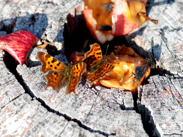 Butterflies eating apple cores on the tree stump