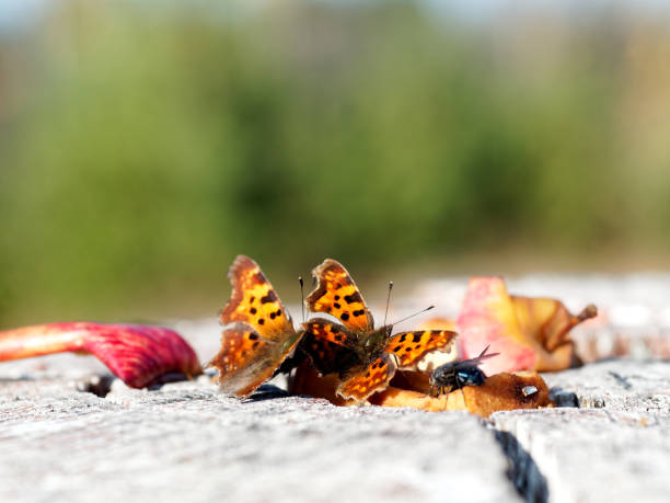 Butterflies eating apple cores on the tree stump