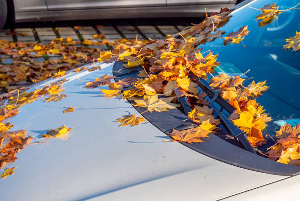 istock Windscreen full of autumn leaves 1181590152