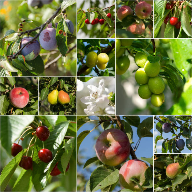 istock Collage of fruit photos in square format with divider 1181591303