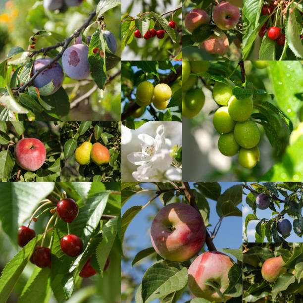 istock Collage of fruit photos in square format without separator 1181591304
