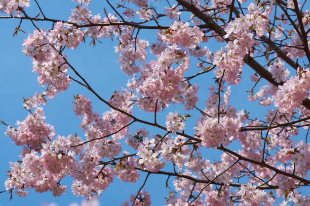 istock Branches of Sakura Tree against Blue Sky 1181591577