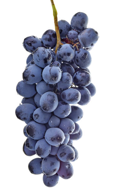 istock Ripe bunch of blue grapes isolated 1181593173