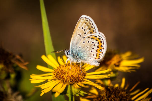 istock Butterfly on a flower in autumn 1181594250