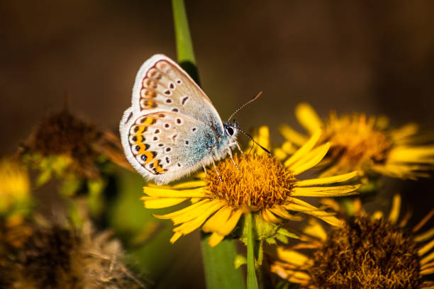 istock Butterfly on a flower in autumn 1181594301