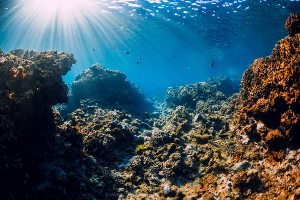 istock Underwater scene with corals, rocks and sun rays. Tropical sea 1181594668
