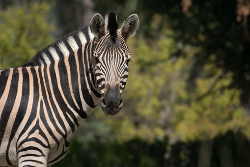 zebra eating grass during daytime photo – Free Animal Image on Unsplash zebra eating grass during daytime photo – Free Animal Image on Unsplash
