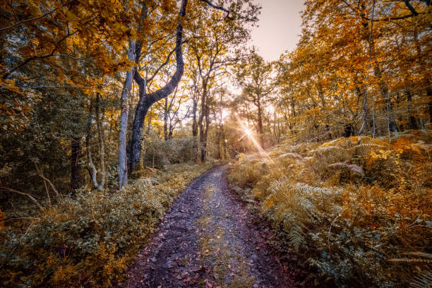 yarner woods, october 2019 - dartmoor imagens e fotografias de stock