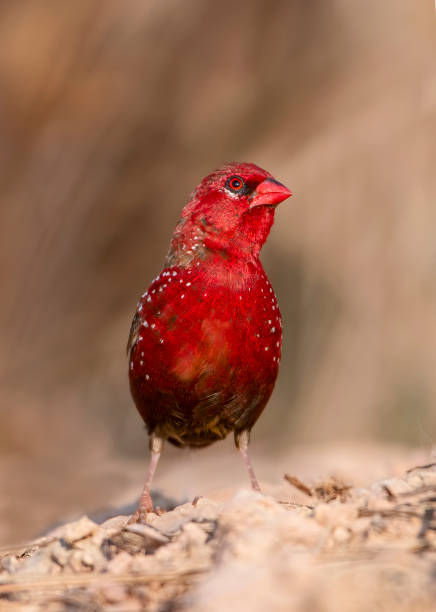 istock Gorgeous Looking Bird The red avadava closeup 1181596217
