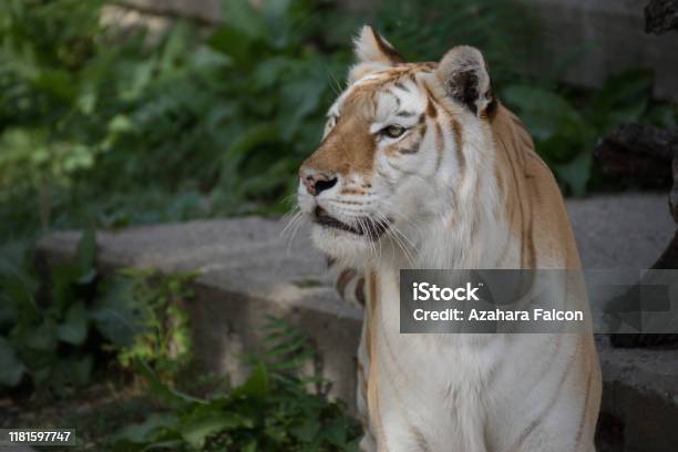 Female Of White Bengal Tiger Golden Tiger Stock Photo - Download Image Now  - Animal, Animal Wildlife, Animals Hunting - iStock
