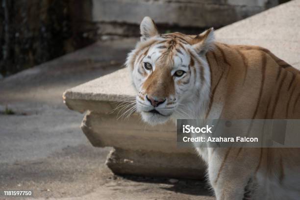 Female Of White Bengal Tiger Golden Tiger Stock Photo - Download Image Now  - Animal, Animal Wildlife, Animals Hunting - iStock