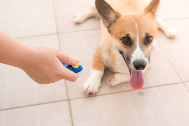istock human hand holding training clicker with a dog 1181598966