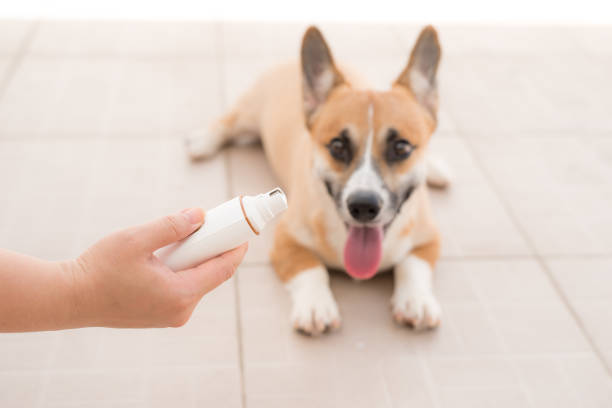 Woman's hand holding dog grinding toenails
