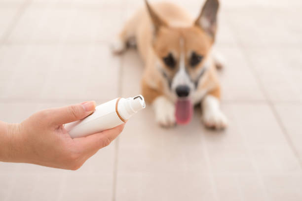 istock Dog grinding toenails in hand 1181598985