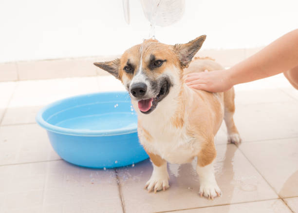 istock Pembroke corgi getting a bath in the summer time 1181598988
