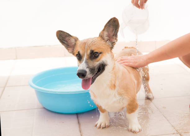 istock Pembroke corgi getting a bath in the summer time 1181599023