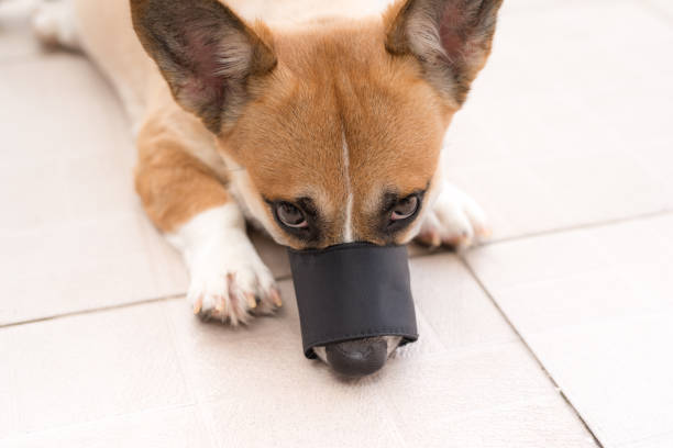 istock Corgi dog wears muzzle lying on floor 1181599031