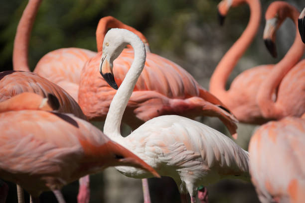 istock Young white flamingo in a group 1181599198