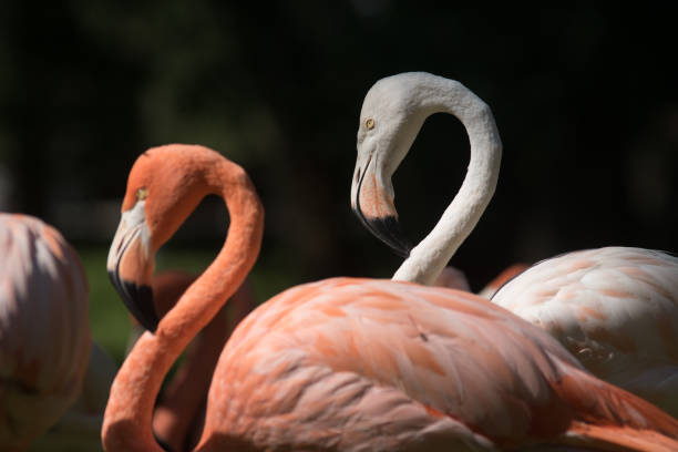 istock Young white flamingo in a group 1181599210