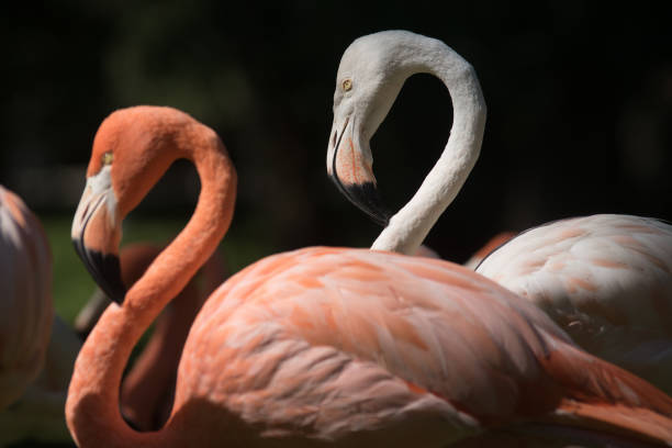 istock Young white flamingo in a group 1181599223