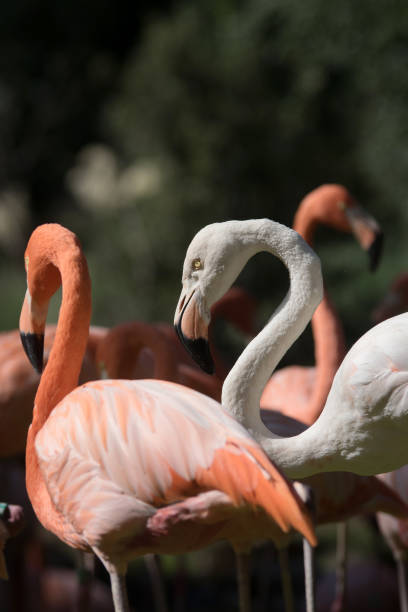 istock Young white flamingo in a group 1181599234