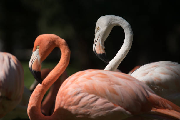 istock Young white flamingo in a group 1181599235