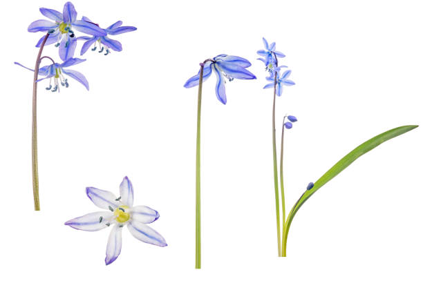 istock group isolated scilla blue flowers on white 1181599418