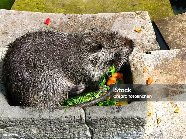 Beaver - Fotografie stock e altre immagini di Ambientazione esterna - Ambientazione esterna, Animale, Carota