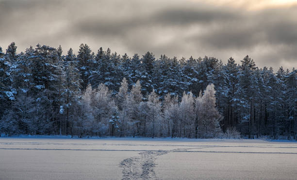 istock grey landscape with winter dark forest 1181600024