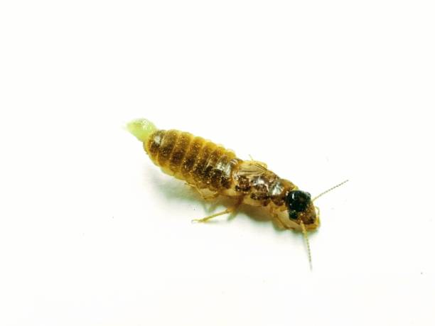 изображение маленького жука, изолированного на белом фоне - радужный жук олень фотографии стоковые фото и изображения