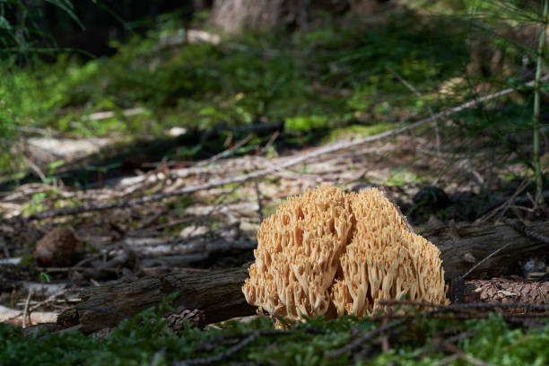 fungo commestibile ramaria flava che cresce nella foresta di conifere. fungo corallo giallo. muschio e legno in giro. - coral fungus foto e immagini stock