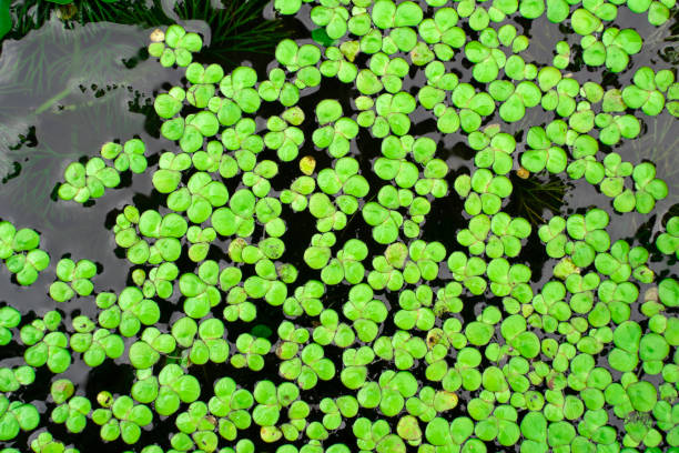 herbe de canard commune, herbe de canard, herbe à canard inférieure, herbe verte normale de canard (lemna perpusilla torrey) sur l'eau pour l'arrière-plan - duckweed photos et images de collection