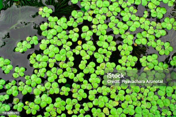 Common Duckweed Duckweed Lesser Duckweed Natural Green Duckweed On The Water For Background Stock Photo - Download Image Now