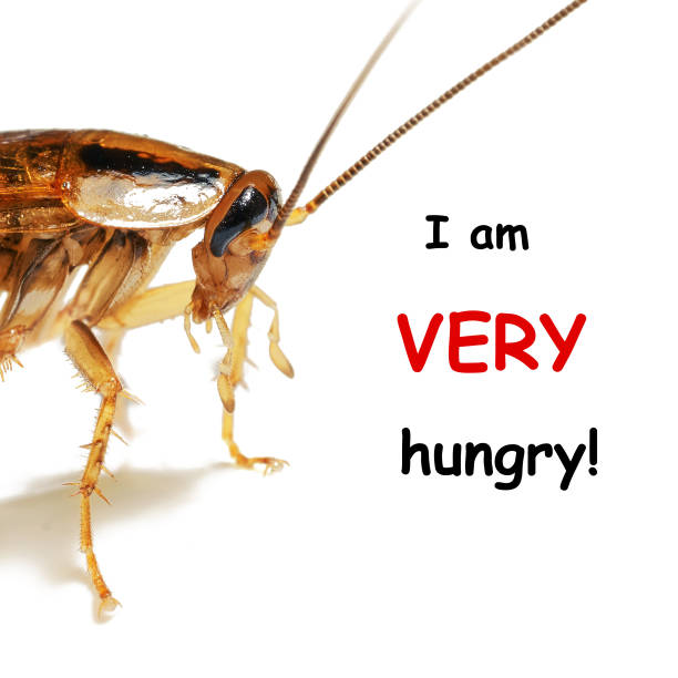 istock Cockroach isolated on a white background with the words I'm very hungry. 1181601426