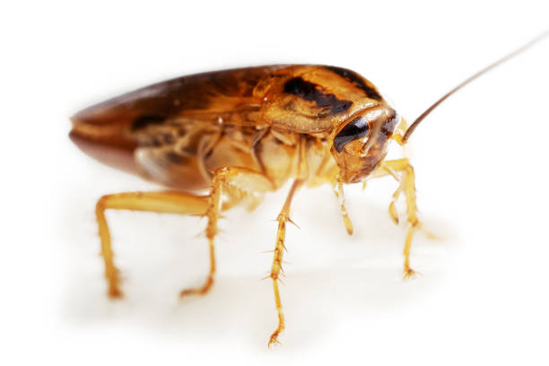 istock Adult red cockroach macro alive isolated on white with shadows 1181601431