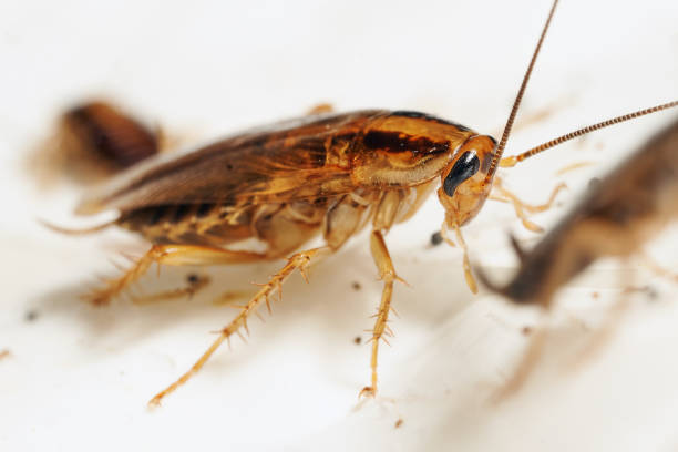 istock Red cockroach alive among the others cockroaches 1181601948