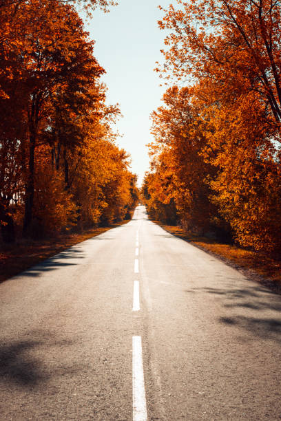 istock Asphalt road in autumn forest. Autumnal background 1181601968