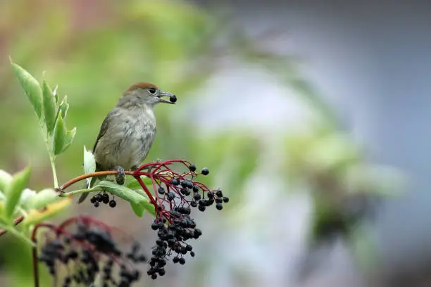 Young eurasian blackcap eating elderberries.