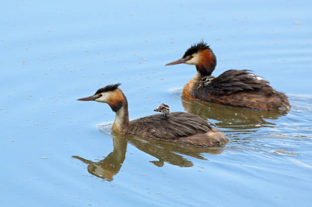 istock Great crested grebe family 1181602036