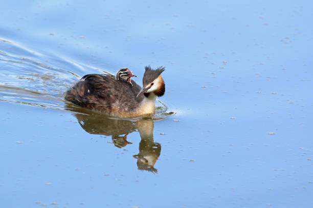 Great crested grebe with chick Swimming great crested grebe carrying one calling juvenile. great crested grebe stock pictures, royalty-free photos & images