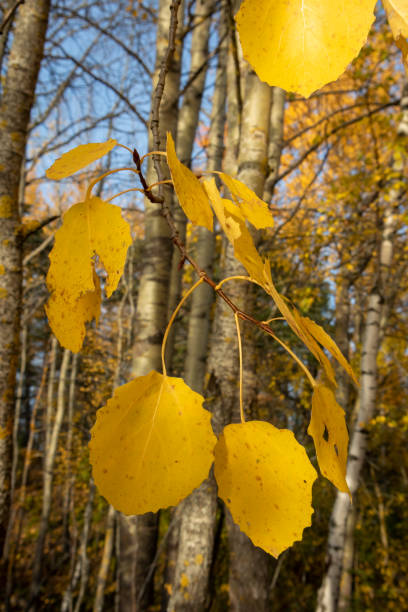 istock yellow aspen tree leaves in october 1181602895