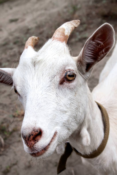 istock Cute young white goat looking straight towards the frame 1181603086