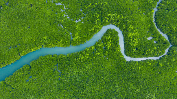 luftbild mangroven-dschungel in thailand, fluss in tropischen mangroven grün baum wald top-ansicht, bäume, fluss. mangrovenlandschaft. - mangrove stock-fotos und bilder