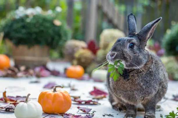 Photo of Small gray and white rabbit eating parsley surrounded by colorful fall leaves