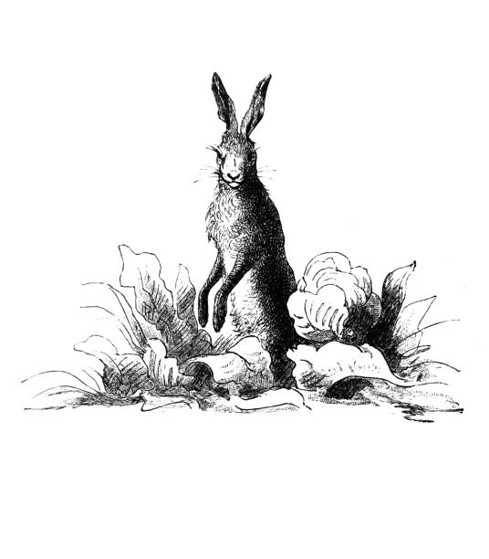 Easter rabbit on a meadow