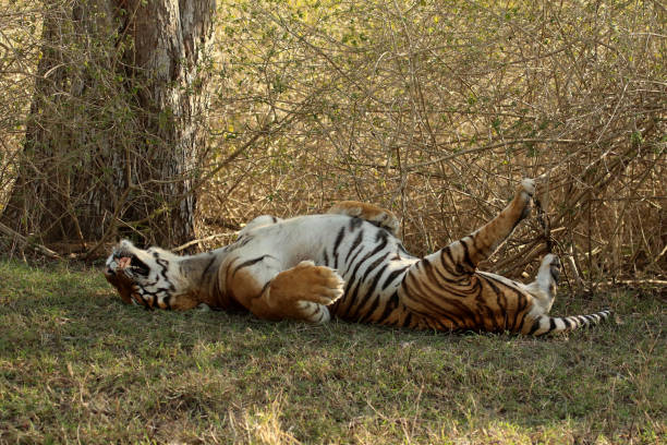Male tiger, Panthera Tigris, Bandipur National Park, Karnataka, India stock photo