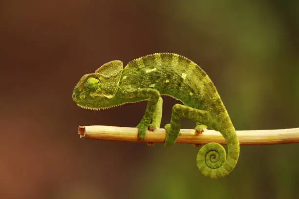 Photo of Indian Chameleon, Chamaeleo zeylanicus, Bandipur National Park, Karnataka, India