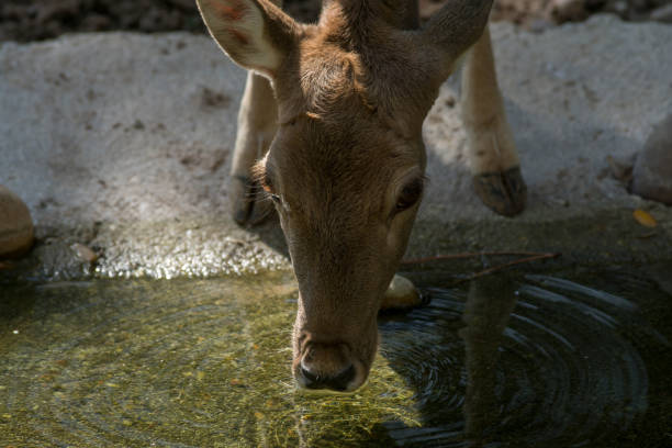 istock Female of fallow deer drinking water 1181604606