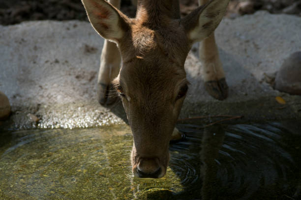 istock Female of fallow deer drinking water 1181604608